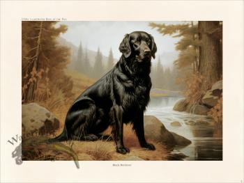 CFA Dog Black Retriever 06